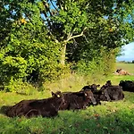 Angeln